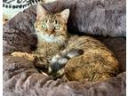 Adopt Figgy in Colorado a Domestic Medium Hair