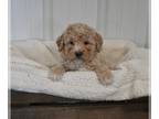 Aussiedoodle Miniature PUPPY FOR SALE ADN-762401 - Mini F1B Aussiedoodle For