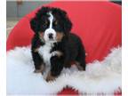 Bernese Mountain Dog PUPPY FOR SALE ADN-762551 - AKC Bernese Mountain Dog For