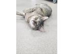 Adopt Isabella a Domestic Short Hair