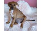 Adopt Yzma a Pit Bull Terrier