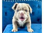 English Bulldog PUPPY FOR SALE ADN-762294 - RARE FLUFFY ENGLISH BULLDOGS