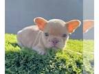 French Bulldog PUPPY FOR SALE ADN-762295 - ISABELLA MERLE COLORS