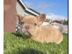 French Bulldog PUPPY FOR SALE ADN-762315 - ISABELLA MERLE COLORS