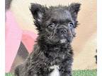French Bulldog PUPPY FOR SALE ADN-762316 - PIEDS FAWNS FLUFFYS