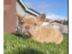 French Bulldog PUPPY FOR SALE ADN-762326 - ISABELLA MERLE COLORS