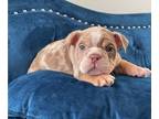 English Bulldog PUPPY FOR SALE ADN-762343 - ENGLISH FLUFFY CARRIER