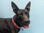 Adopt Pebbles a American Staffordshire Terrier, Mixed Breed