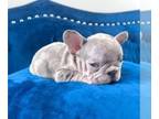 French Bulldog PUPPY FOR SALE ADN-762812 - PINK LILAC MERLE VELVET ROPE