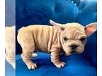 French Bulldog PUPPY FOR SALE ADN-762815 - FAWN MERLE VELVET BIG ROPE