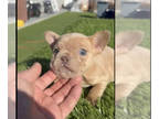 French Bulldog PUPPY FOR SALE ADN-762817 - ISABELLA MERLE COLORS