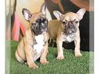 French Bulldog PUPPY FOR SALE ADN-762818 - PIEDS FAWNS FLUFFYS