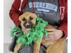 Adopt Serena a Belgian Shepherd / Malinois