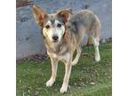 Adopt Zirah a Husky