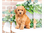 Goldendoodle (Miniature) PUPPY FOR SALE ADN-762649 - F1B Goldendoodle puppy