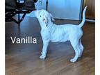 American Bulldog PUPPY FOR SALE ADN-762407 - AB puppy