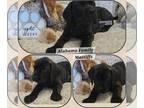 Mastiff PUPPY FOR SALE ADN-762416 - AKC Mastiff1