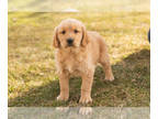 Golden Retriever PUPPY FOR SALE ADN-762531 - AKC Golden retriever puppy in