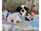 Shih Tzu PUPPY FOR SALE ADN-762464 - The Best Companion