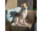 Adopt Chamoy a Jack Russell Terrier