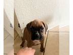 Boxer PUPPY FOR SALE ADN-762630 - Boxer puppy