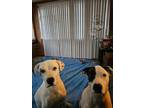 Adopt Courtesy Post: Tootie and Buster a Boxer, Yellow Labrador Retriever