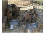 Australian Cattle Dog PUPPY FOR SALE ADN-762597 - Purebred Australian Cattle Dog