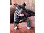 Adopt Tiffany a Pit Bull Terrier