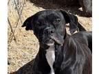 Adopt Gracie a Boxer, American Staffordshire Terrier