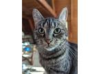 Adopt Jemima a Tabby