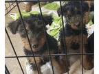 Welsh Terrier PUPPY FOR SALE ADN-762385 - Welsh Terrier Puppies