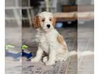 Goldendoodle (Miniature) PUPPY FOR SALE ADN-762662 - PetiteMini Goldendoodle