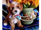 Cavachon-Poodle (Miniature) Mix PUPPY FOR SALE ADN-762640 - 2 GORGEOUS