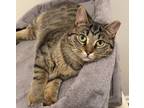 Adopt Gertrude a Tabby