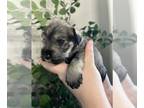 Schnauzer (Miniature) PUPPY FOR SALE ADN-762683 - CKC Miniature Schnauzers