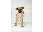 Adopt Taylor a Black Mouth Cur, Shepherd