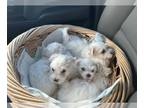 Maltese PUPPY FOR SALE ADN-762375 - CKC Maltese Puppies