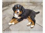 Bernese Mountain Dog PUPPY FOR SALE ADN-762378 - AKC Bernese Mountain dogs