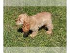 Cocker Spaniel PUPPY FOR SALE ADN-762706 - 11 Week old Cocker Spaniel Male