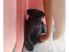 Pug PUPPY FOR SALE ADN-762642 - Pug Puppy AKC Registered Female for Sale