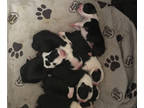 Boston Terrier PUPPY FOR SALE ADN-762538 - Bodacious Boston Terriers Litter of 7