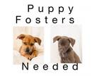 Adopt Dog Fosters Needed a Labrador Retriever