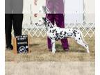 Dalmatian PUPPY FOR SALE ADN-762481 - Expected litter of beautiful Dalmatian