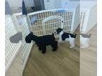 Schnauzer (Miniature) PUPPY FOR SALE ADN-762707 - Born December 1st 2023