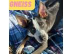 Adopt Gneiss *Husky/Catahoula* a Catahoula Leopard Dog, Husky