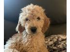 Goldendoodle PUPPY FOR SALE ADN-762663 - 7 Little Golden Nuggets