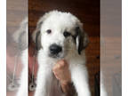 Great Pyrenees PUPPY FOR SALE ADN-762564 - Great Pyrenees puppies