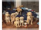 Labradoodle PUPPY FOR SALE ADN-762753 - Cute Labradoodle Puppies ready for