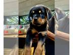 Rottweiler PUPPY FOR SALE ADN-762748 - Puppy Rottweiler
