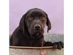 Adopt Little Light of Mine - Wavelength a Labrador Retriever, Boxer